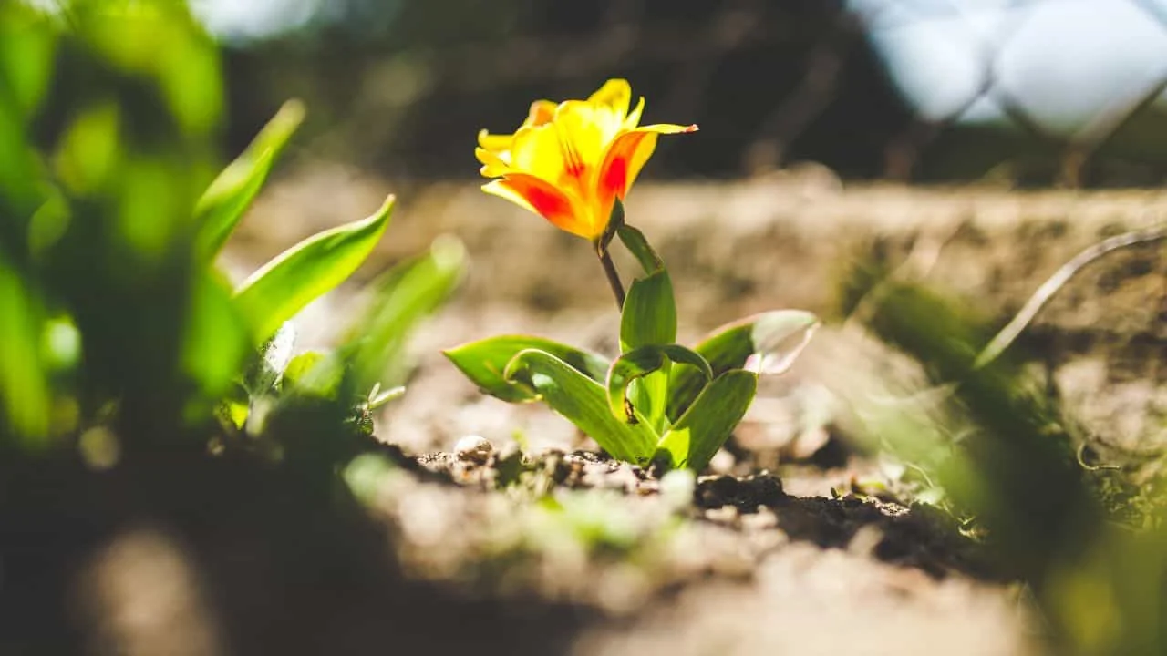 Plant Bulbs Now or Miss Out Next Spring 5