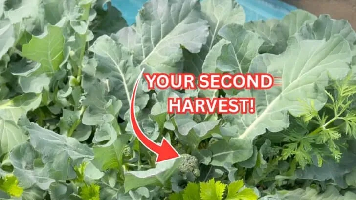 The Secret to a Second Broccoli Harvest in Fall