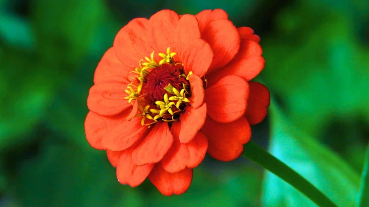 12 Plants You Should Cut Back in August (And 6 You Should Leave Alone for Now) 11