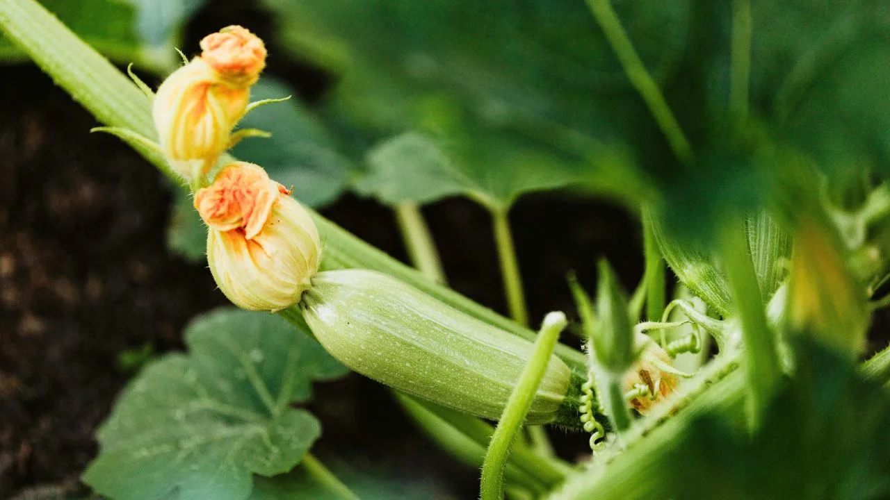 10 Tricks to Make Your September Harvest Huge 1