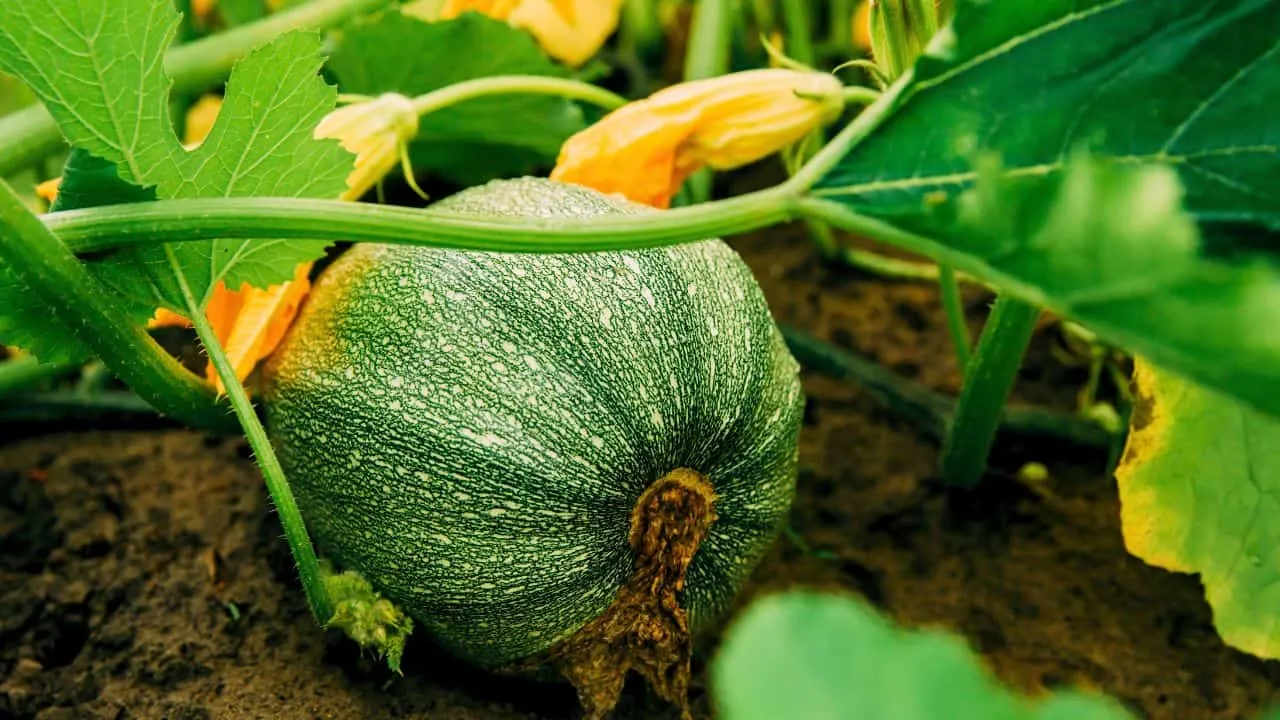9 Plants That Hate September Weather 4