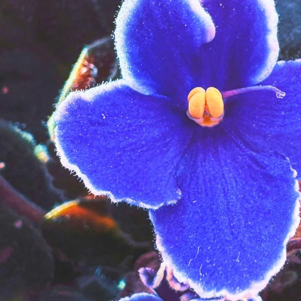 7 Houseplants You Can Propagate Right Now for Holiday Gifts 5
