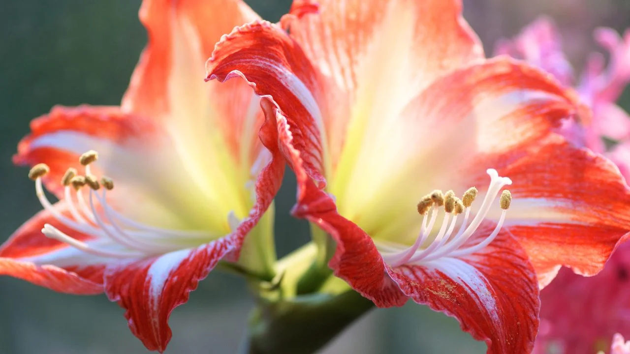 9 Houseplants That Bloom Indoors All Winter 3