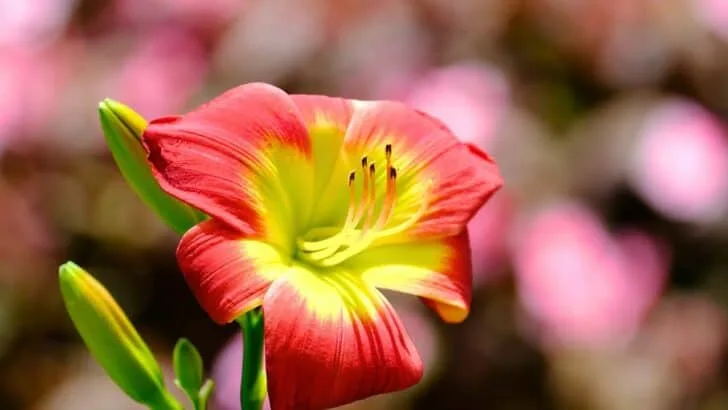 9 Houseplants That Bloom Indoors All Winter