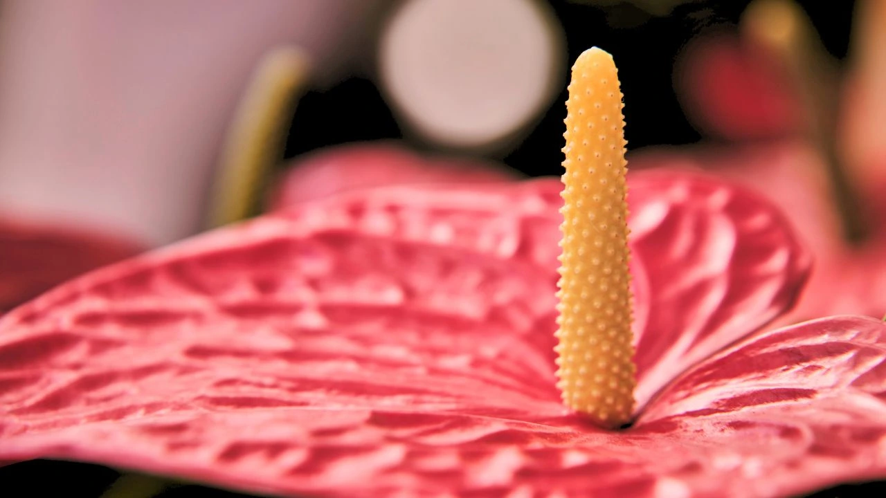 9 Houseplants That Bloom Indoors All Winter 4