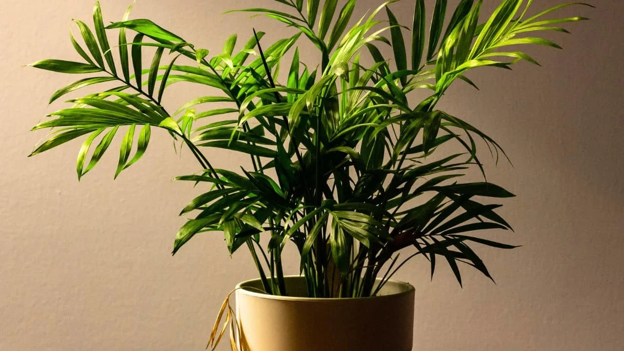 9 Pet-Friendly Houseplants That Look Amazing 3