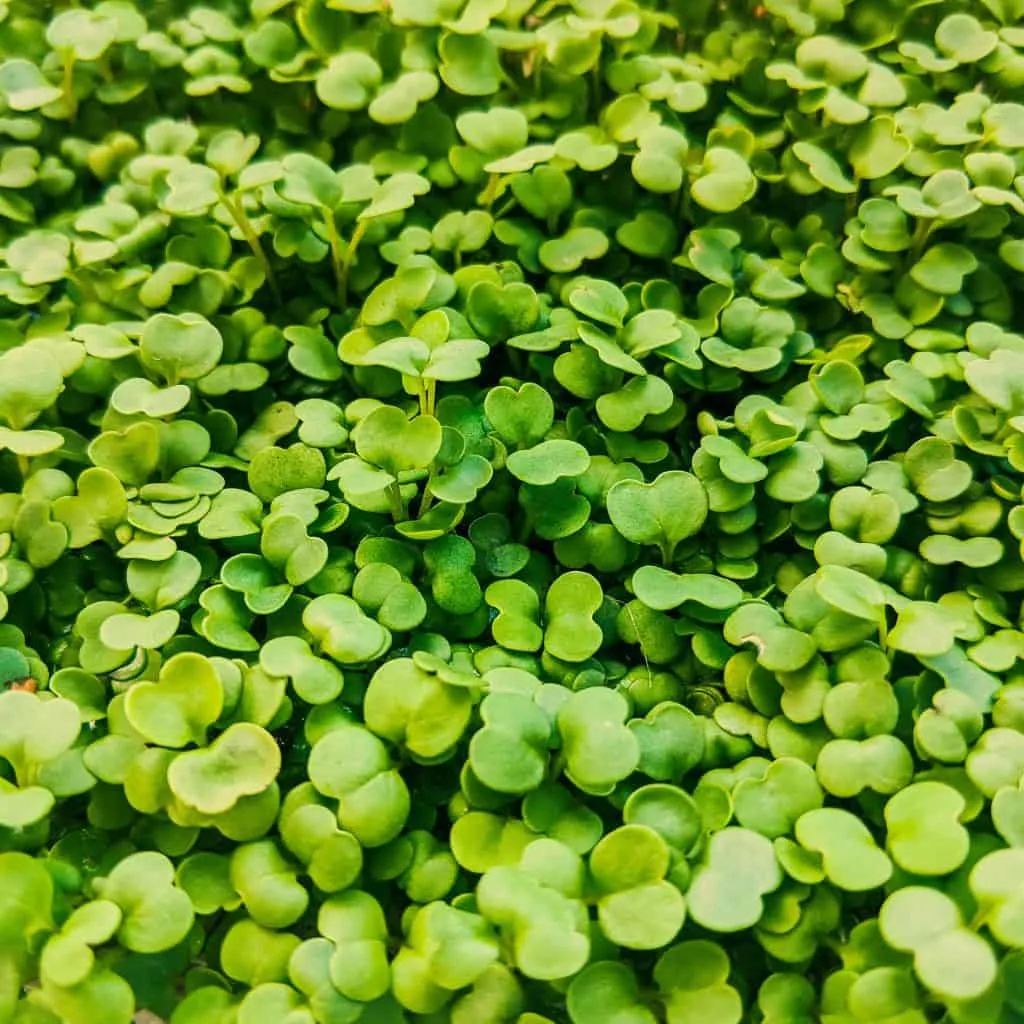 10 Crops Worth the Most Cash 9
