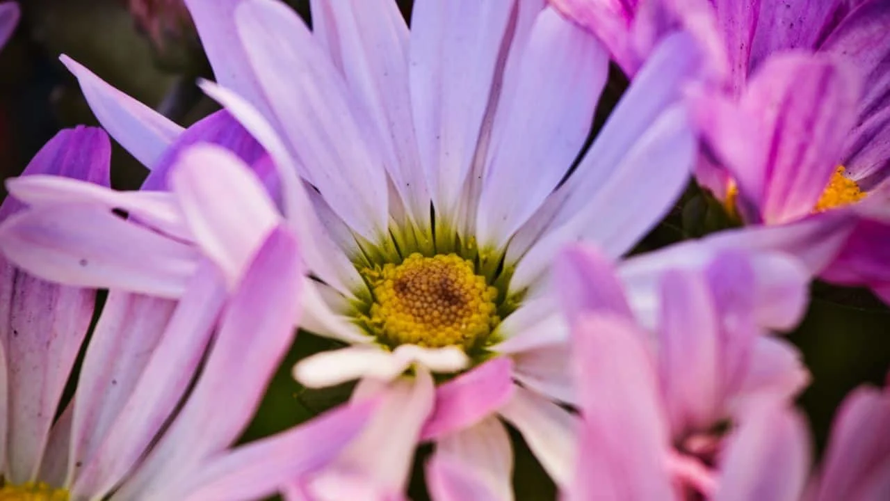 Why Your Fall Garden Isn&rsquo;t Complete Without Asters 7