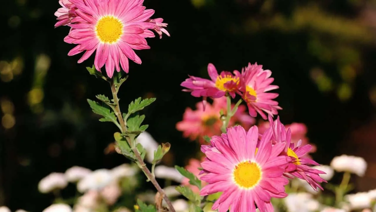 Why Your Fall Garden Isn&rsquo;t Complete Without Asters 6