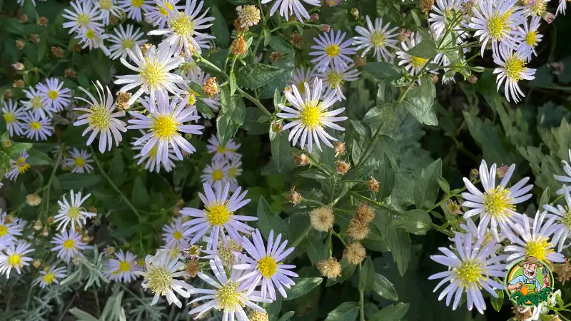 Aster flowers growing in my backyard
