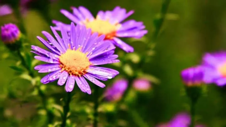 Why Your Fall Garden Isn&rsquo;t Complete Without Asters