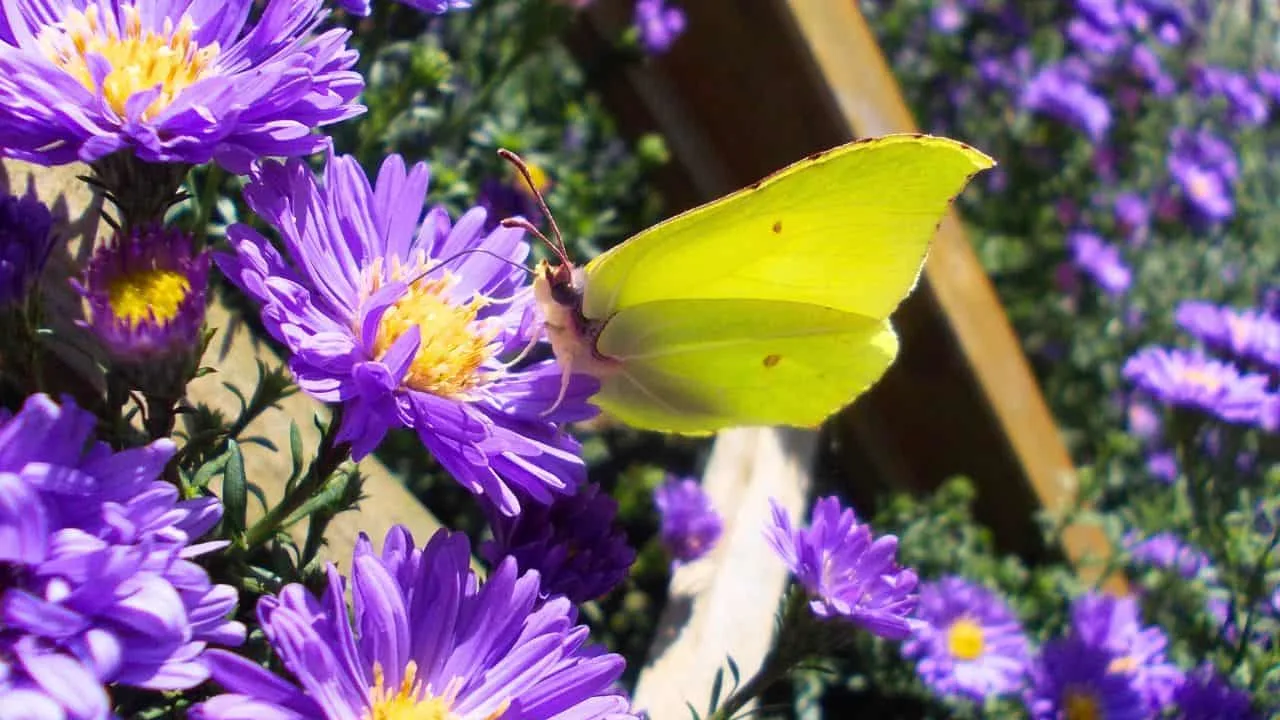 9 Plants That Make Mums Look Even Better This Fall 3