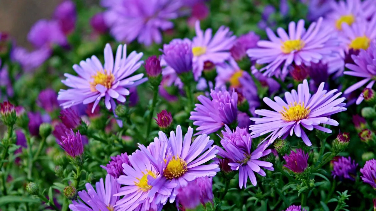 Why Your Fall Garden Isn&rsquo;t Complete Without Asters 1