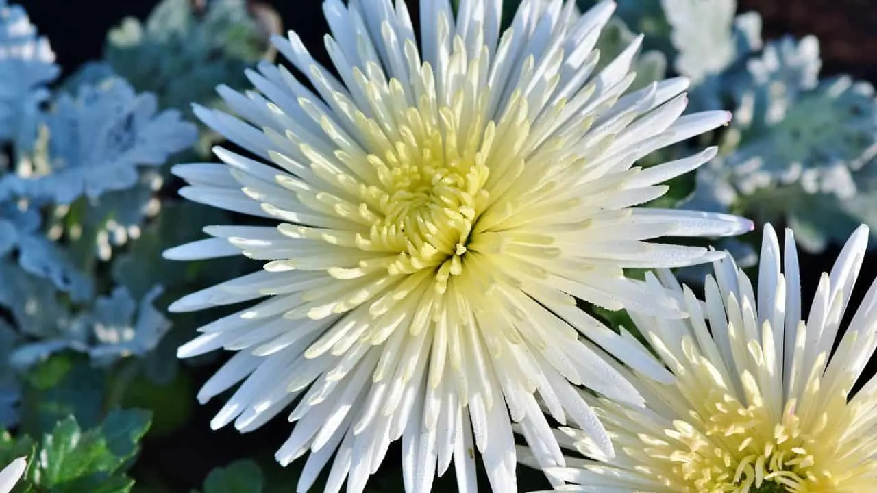 Why Your Fall Garden Isn&rsquo;t Complete Without Asters 4