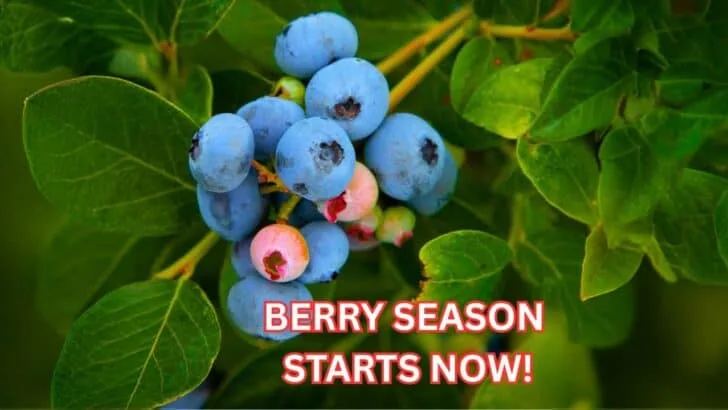 Don&rsquo;t Miss September If You Want More Berries