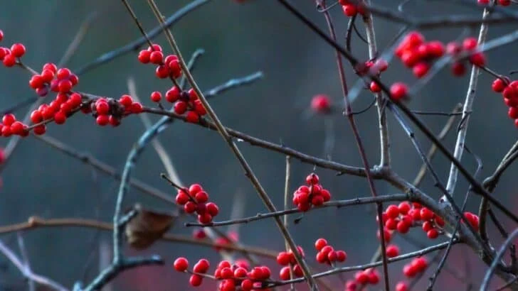 9 Shrubs to Plant in September for Year-Round Interest.