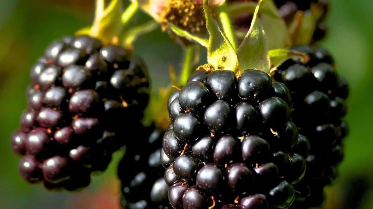 Don&rsquo;t Miss September If You Want More Berries 3