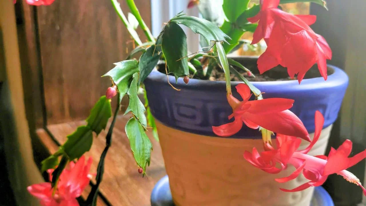 Your Christmas Cactus Won&rsquo;t Bloom Unless You Do This Now 5