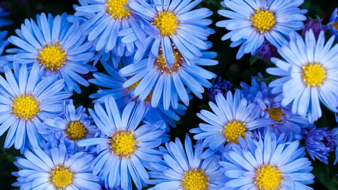 Why Your Fall Garden Isn&rsquo;t Complete Without Asters 3