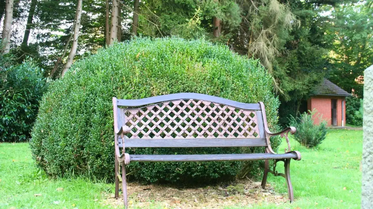 9 Shrubs to Plant in September for Year-Round Interest. 7