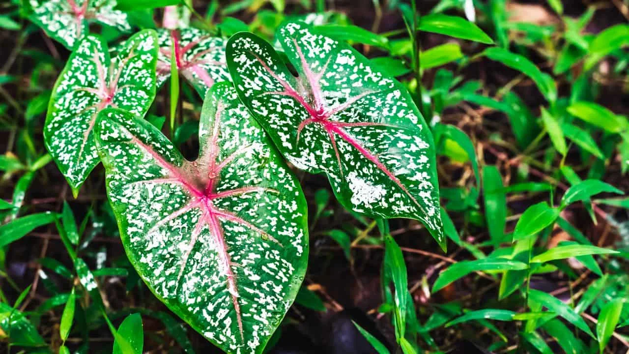 9 Plants You Shouldn&rsquo;t Drag Indoors for Winter 6