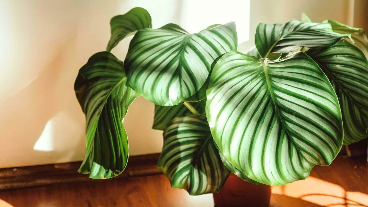 9 Pet-Friendly Houseplants That Look Amazing 2