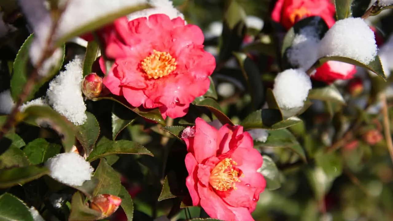9 Shrubs to Plant in September for Year-Round Interest. 4