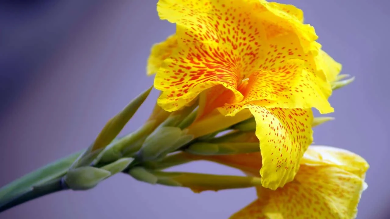 9 Plants You Shouldn&rsquo;t Drag Indoors for Winter 5