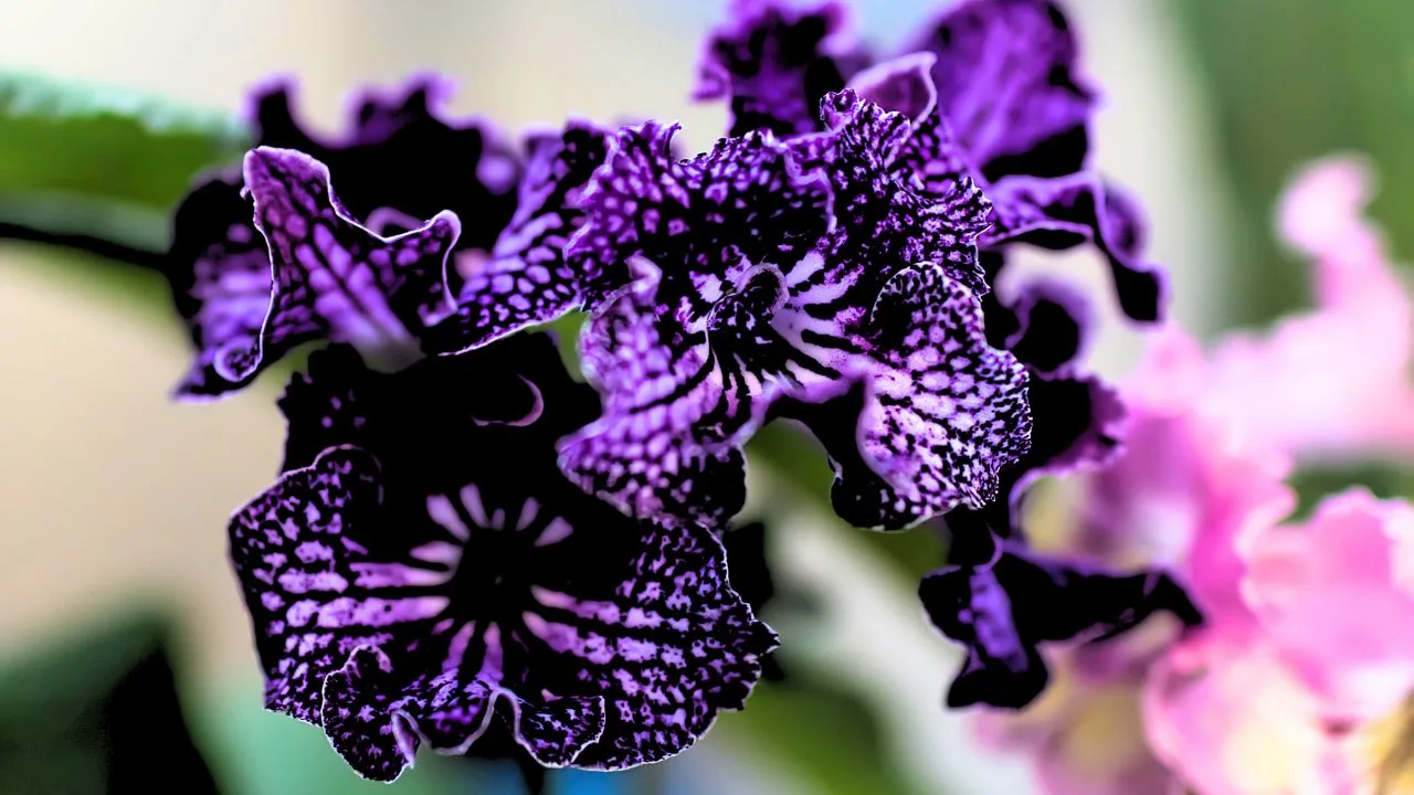 9 Houseplants That Bloom Indoors All Winter 6
