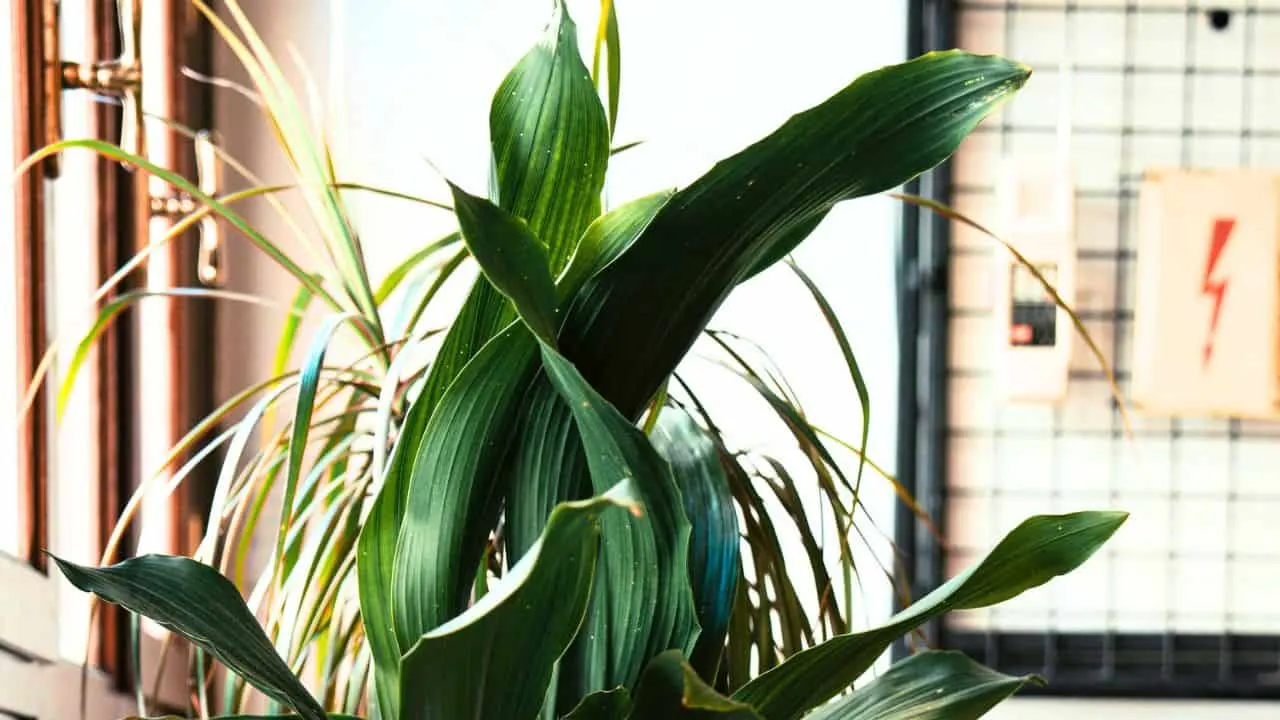 9 Pet-Friendly Houseplants That Look Amazing 7