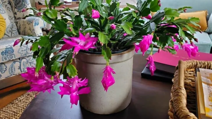 Your Christmas Cactus Won&rsquo;t Bloom Unless You Do This Now