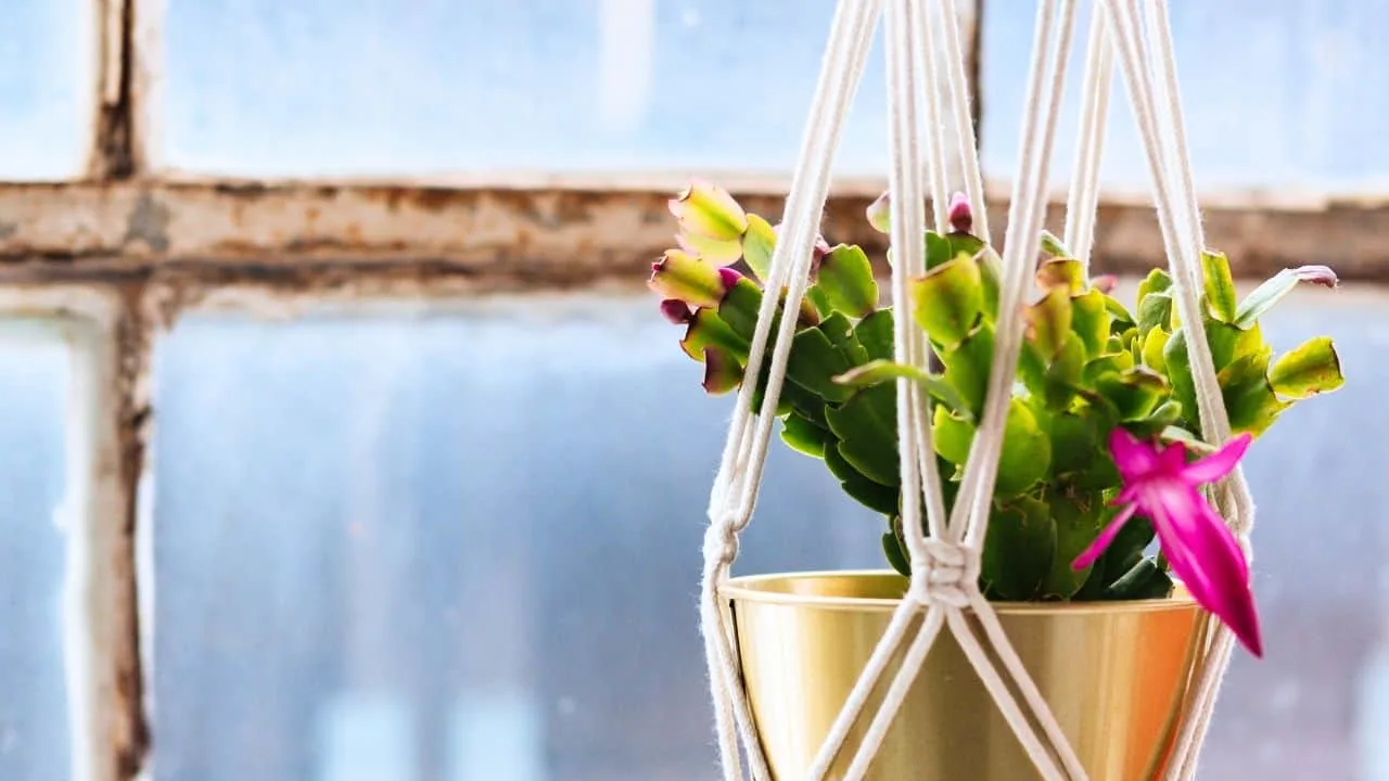 Your Christmas Cactus Won&rsquo;t Bloom Unless You Do This Now 2