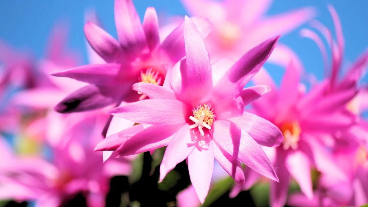 9 Houseplants That Bloom Indoors All Winter 7