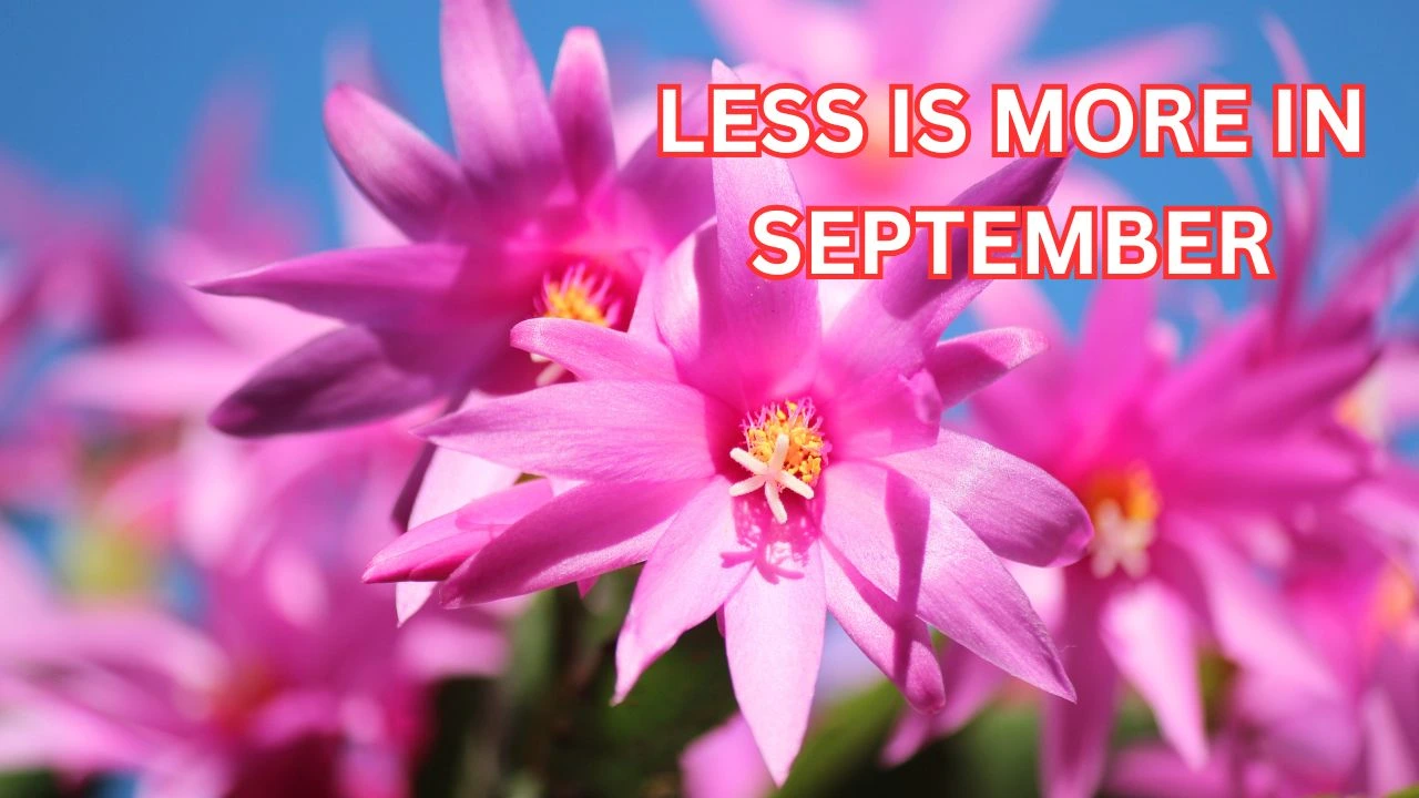 Your Christmas Cactus Won&rsquo;t Bloom Unless You Do This Now 1