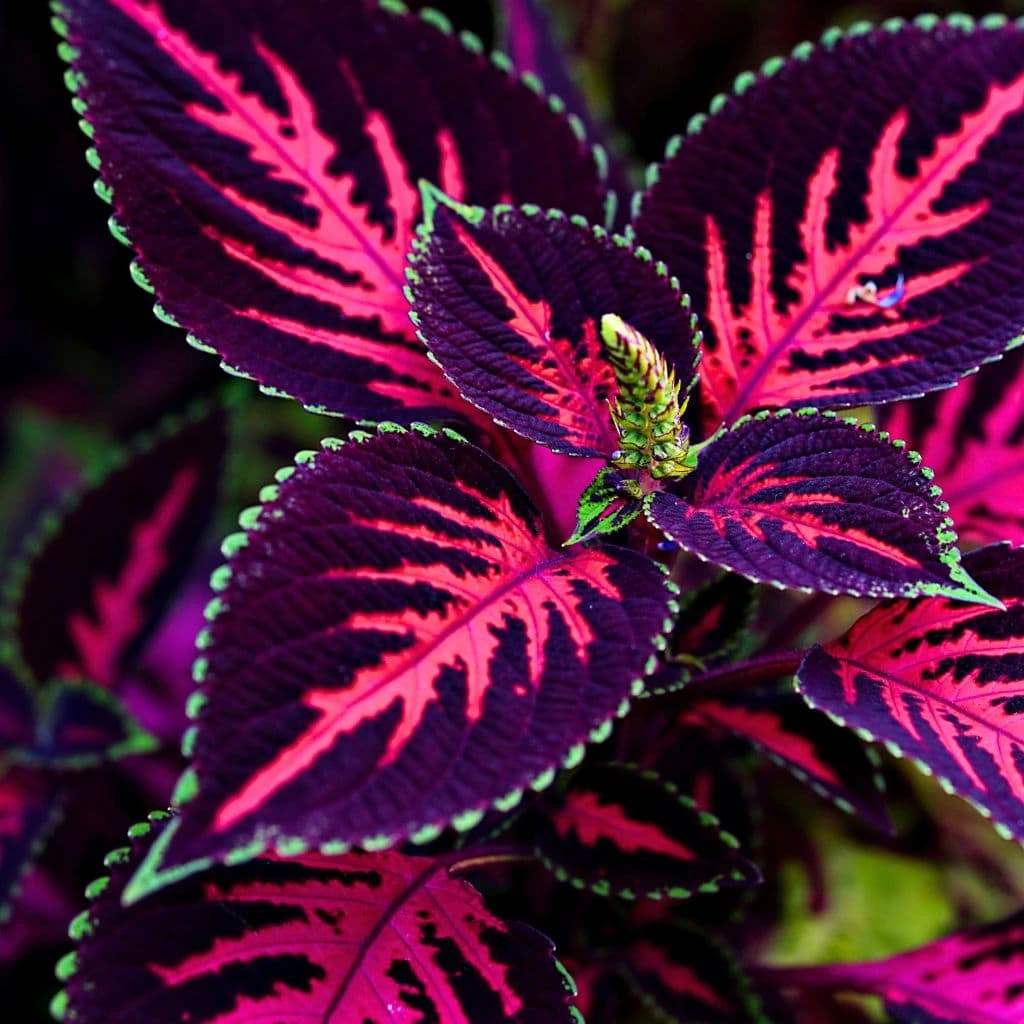 7 Houseplants You Can Propagate Right Now for Holiday Gifts 4
