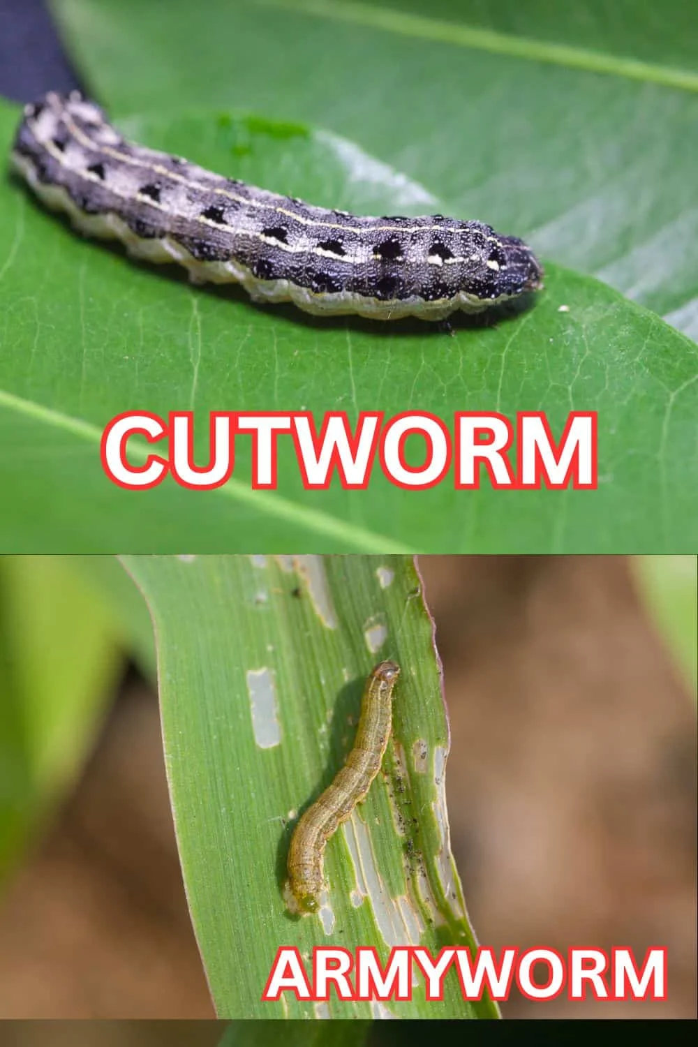 Pests That Go Wild in September (And How to Stop Them!) 2