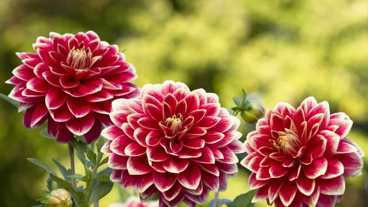 9 Plants You Shouldn&rsquo;t Drag Indoors for Winter 4