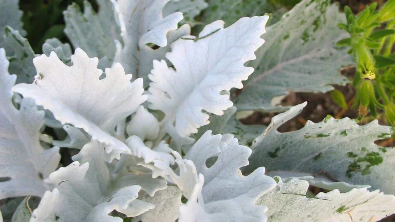 9 Plants That Make Mums Look Even Better This Fall 8