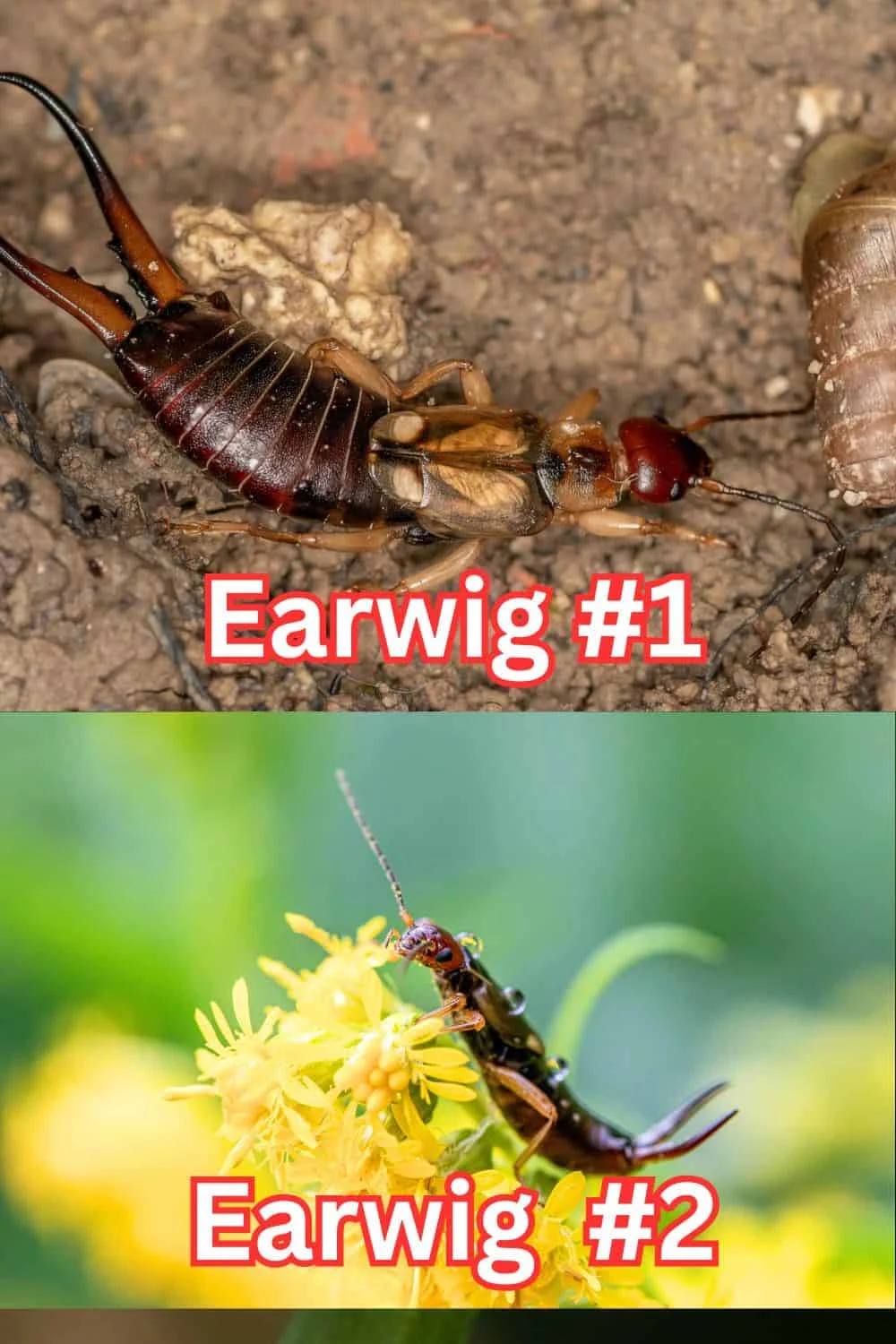 Pests That Go Wild in September (And How to Stop Them!) 4