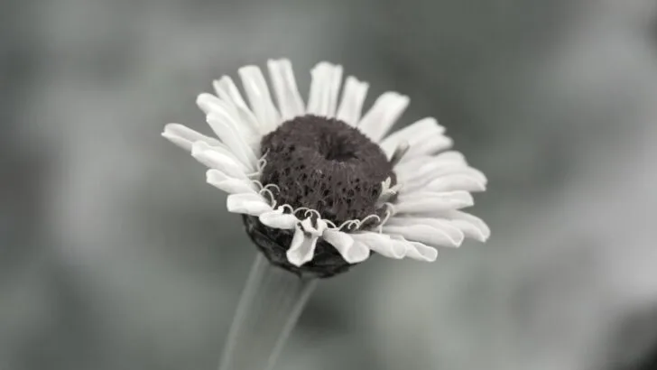 What to Do with Fading Perennials Before Frost