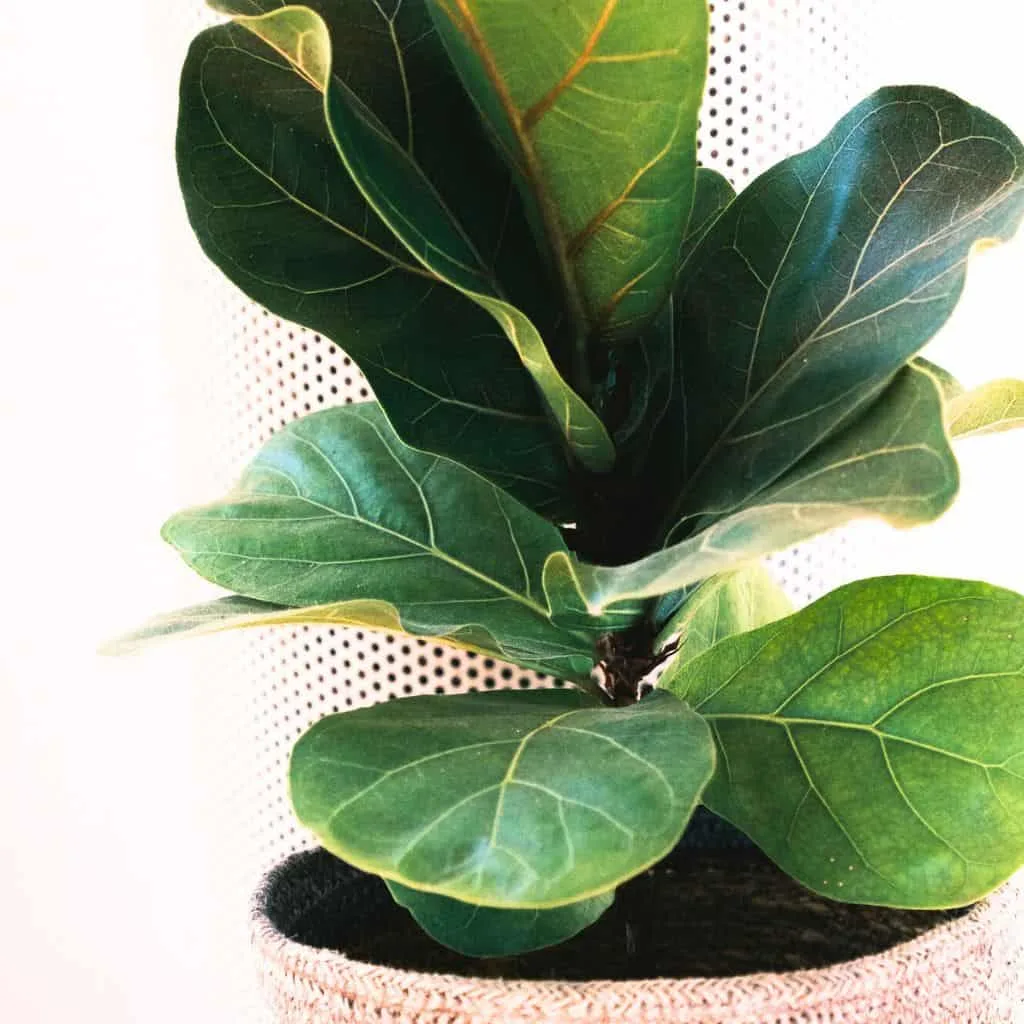 7 Houseplants You Can Propagate Right Now for Holiday Gifts 3