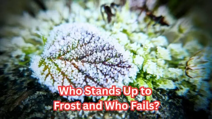 What First Frost Really Does to Your Plants