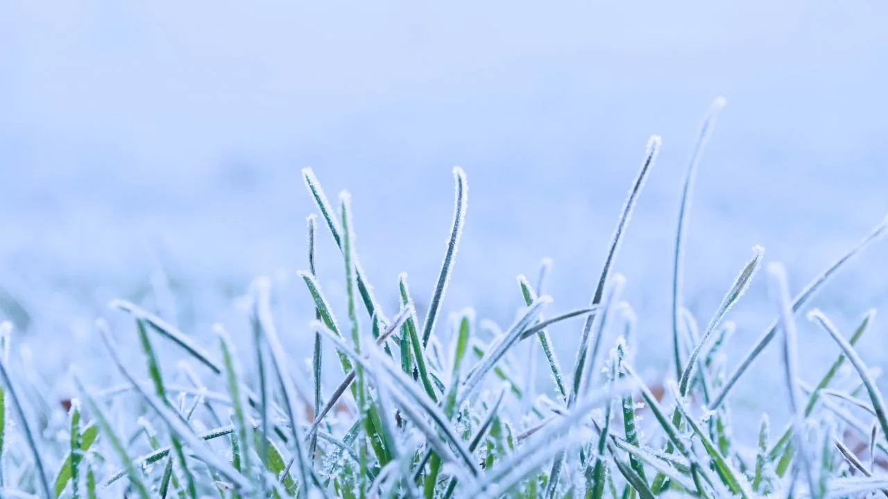 What to Do with Fading Perennials Before Frost 3