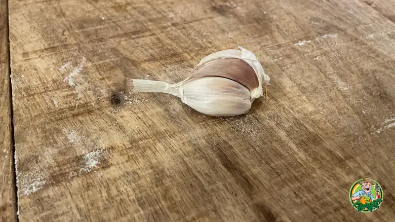 Clove garlic bulb on wooden surface, fresh and healthy garlic for culinary use.