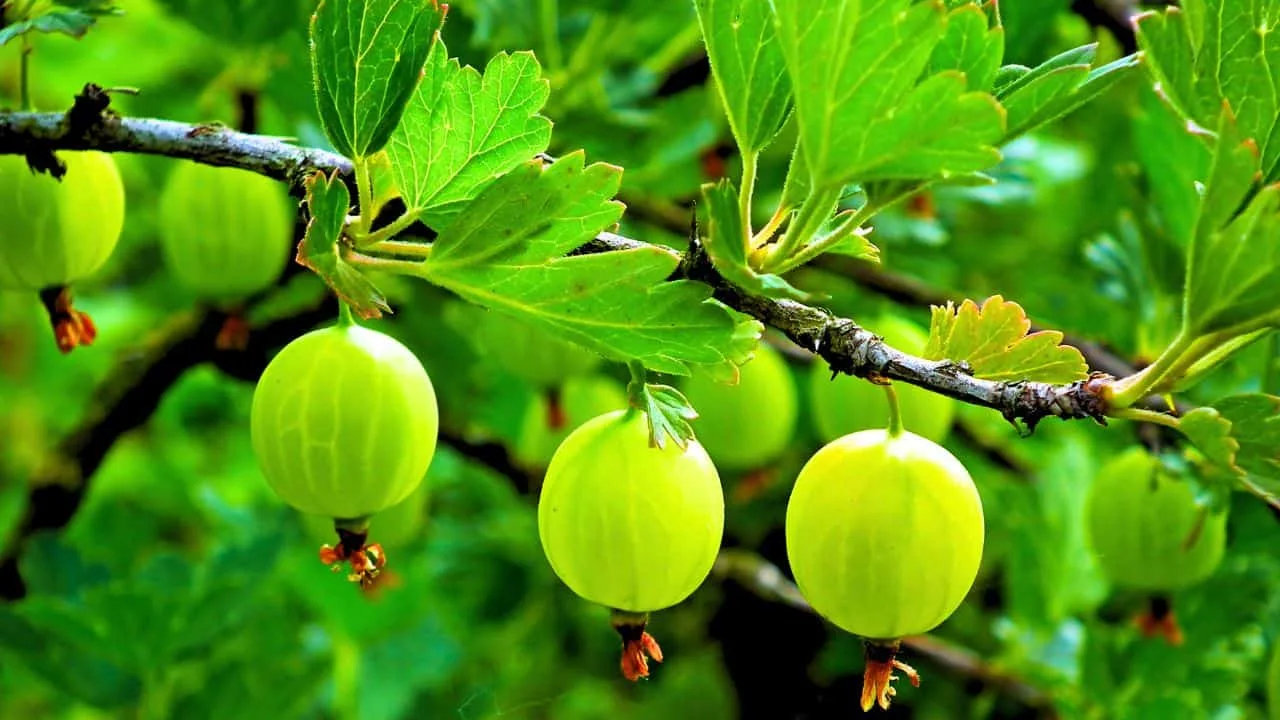 Don&rsquo;t Miss September If You Want More Berries 2