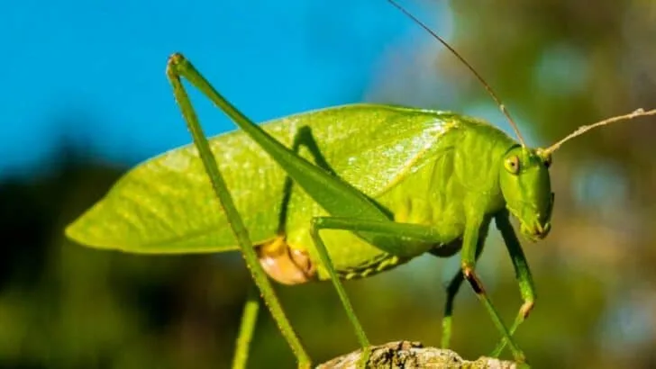 The Real Rankings of Grasshopper Controls