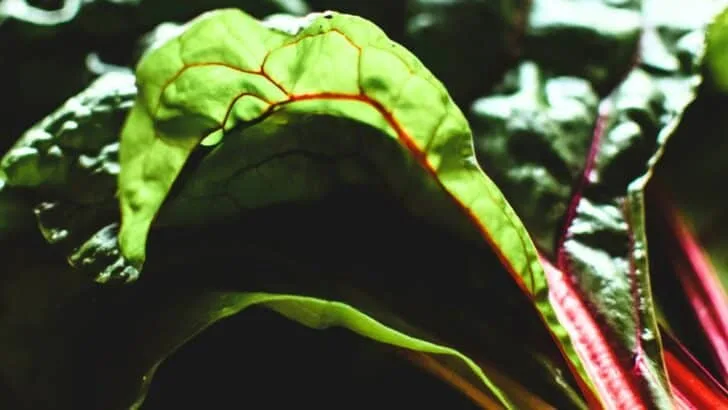 8 Hardy Greens That Laugh at Frost
