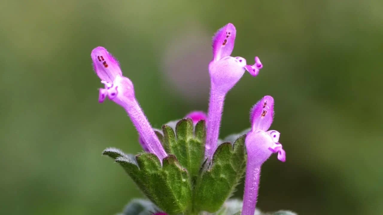 Winter Weeds to Spot First&mdash;What Most Gardeners Miss 2