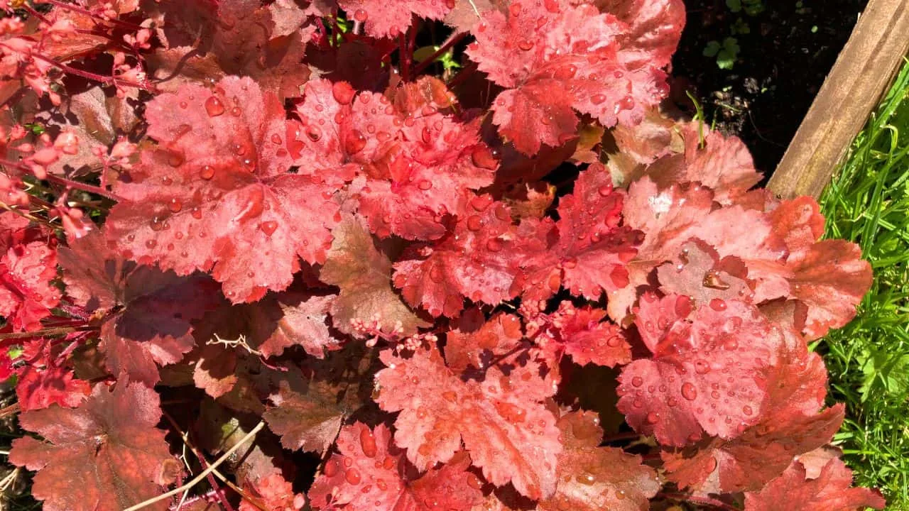 9 Plants That Make Mums Look Even Better This Fall 7