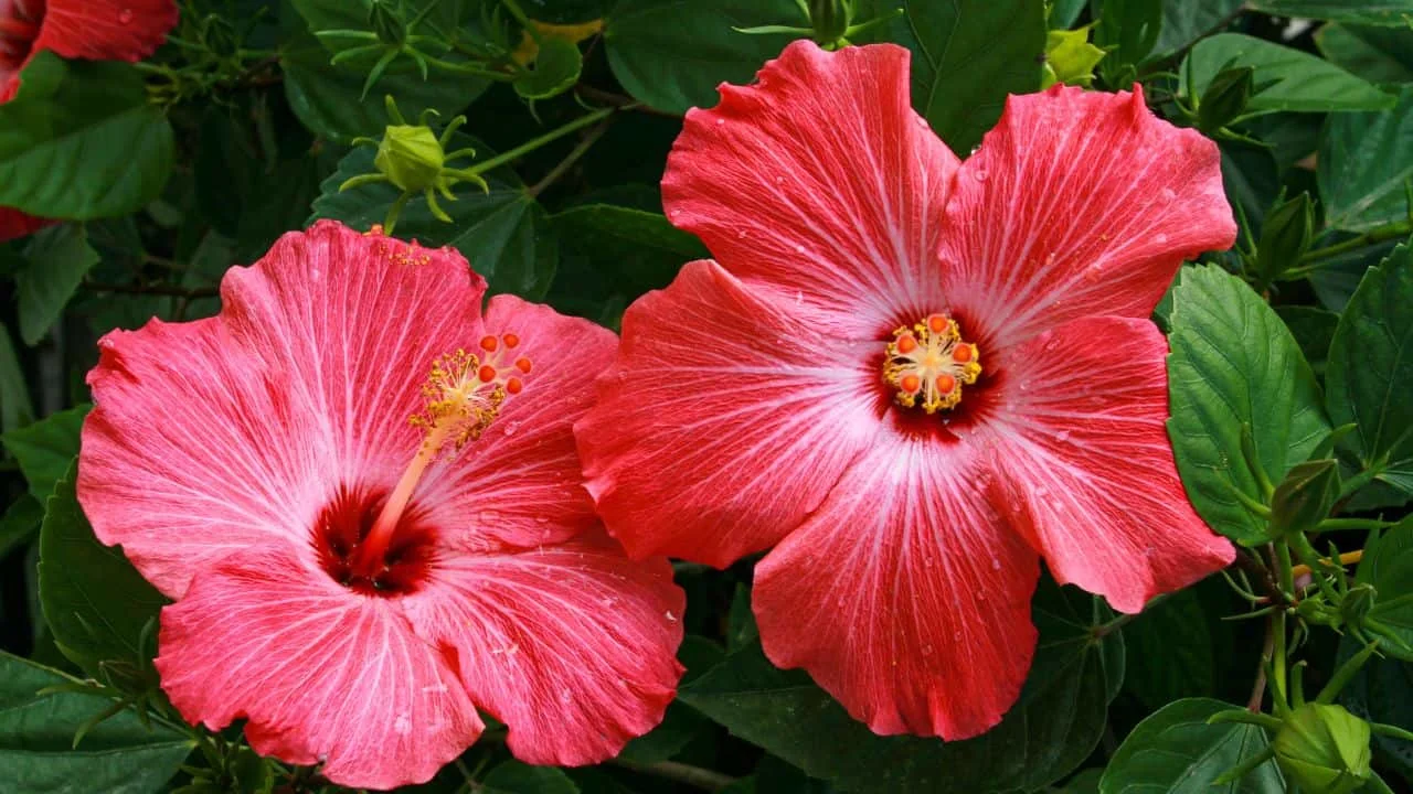 9 Plants You Shouldn&rsquo;t Drag Indoors for Winter 8